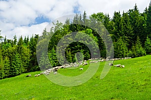 A flock of sheep grazing on the hill