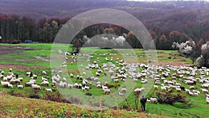 Flock of sheep grazing on the hill in spring season