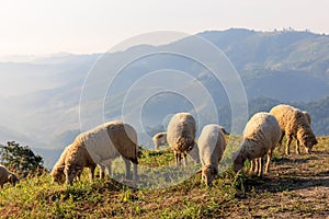 Flock of sheep grazing in a hill at sunrise in the morning and mountain fog clear sky background