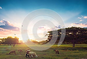 Flock of sheep grazing in a hill at sunset