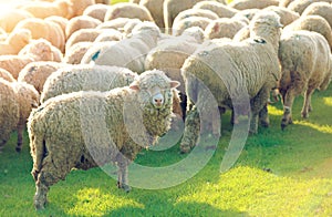 Flock of sheep grazing in a hill at sunset