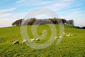 A flock of sheep grazing on a hillside with a circular copse of trees at the top of the hill