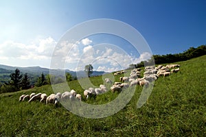 Flock of sheep grazing on a hillside