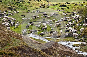 Flock of sheep grazing on a hillside in Karpatian mountains