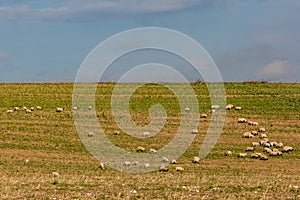 A flock of sheep grazing on a hillside, on a sunny winters day