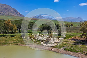Flock of sheep grazing at Lake Poma on the island of Sicily