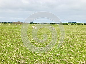 The flock of sheep is grazing in the lawn background.