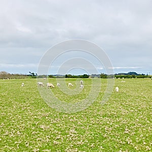 The flock of sheep is grazing in the lawn , square photo image.