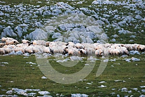 Flock of sheep grazing in a lush meadow in Livno, Bosnia and Herzegovina