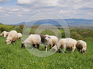 Flock of sheep grazing on a meadow