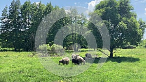 Flock of sheep grazing in meadow.