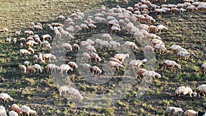 A flock of sheep grazing in a meadow.
