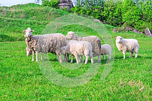 Flock of sheep grazing in the meadow