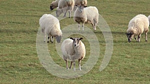 Flock of Sheep grazing in a meadow