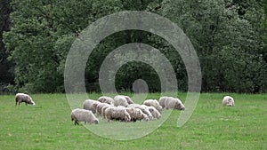 A flock of sheep grazing in the meadow