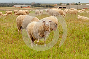 Flock of sheep grazing in a meadow