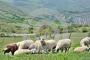 Flock of sheep grazing on a meadow
