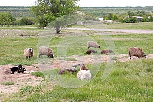 A flock of sheep grazing in a meadow