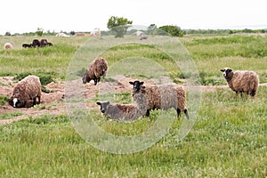 A flock of sheep grazing in a meadow