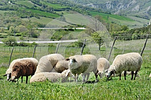 Flock of sheep grazing on a meadow in a farm