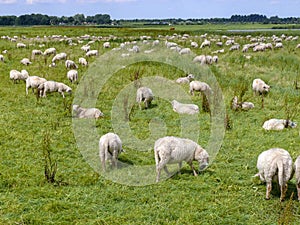 Flock of sheep grazing on a meadow in flat Dutch landscape with trees on the horizon.