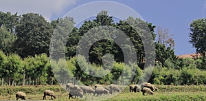 Flock of sheep is grazing in a meadow on the foothills of nilgiri mountains at ooty hill station, tamilnadu in india