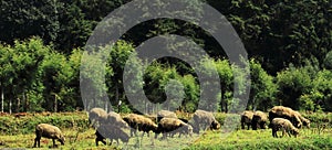 flock of sheep grazing in a meadow on the foothills of nilgiri mountains, ooty hill station in tamilnadu in india