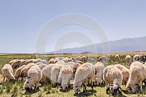 Flock of sheep grazing in meadow with mountains