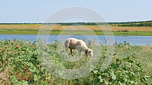 A flock of sheep grazing in a meadow nearby a river in summer danny day. Mother sheep with her two lambs eating grass