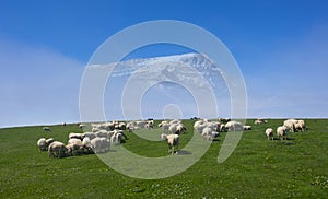 Flock of sheep grazing in a meadow with snowy mountain