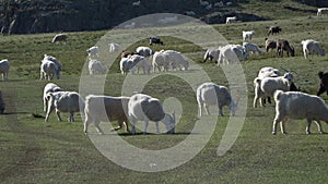 Flock of sheep grazing in a meadow on a sunny day.