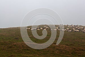 A flock of sheep grazing in the mist at early morning