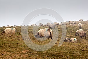 A flock of sheep grazing in the mist at early morning