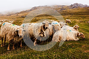 A flock of sheep grazing in the mist at early morning