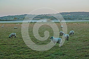 Sheep grazing on the misty morning
