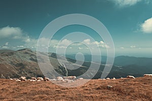 Flock of sheep grazing on mountain