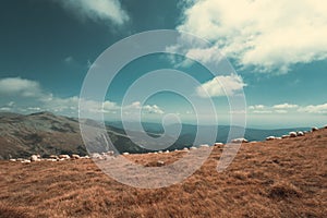 Flock of sheep grazing on mountain