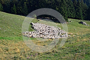 Flock of sheep grazing in a mountain meadow