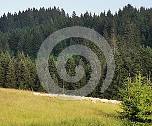 A flock of sheep grazing on a mountain meadow.