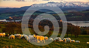 A flock of sheep grazing on a mountain meadow against the backdrop of peaks at sunset Pieniny, Poland