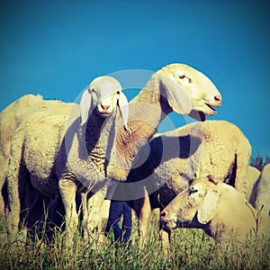 Flock with sheep grazing with vintage effect
