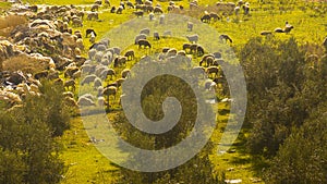 A flock of sheep grazing near Baka el Garbiya in Israel