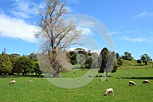 Flock of sheep grazing in a paddock