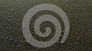 A flock of sheep grazing on pasture aerial view.