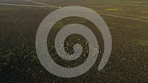 A flock of sheep grazing on pasture aerial view.