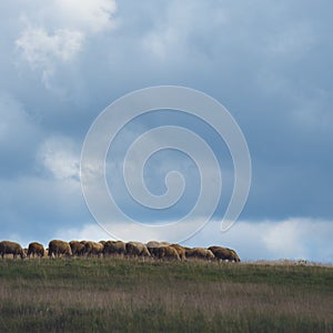 Flock of sheep is grazing on pasture field on a free range dairy farm land in Zlatibor region, Serbia