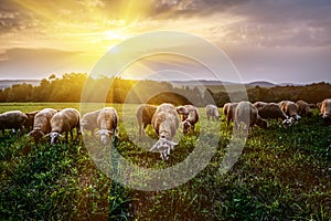 Flock of sheep grazing in a pasture