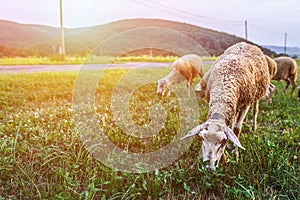 Stádo ovcí pasoucích se na pastvině