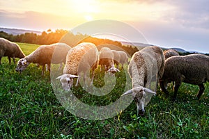 Flock of sheep grazing in a pasture