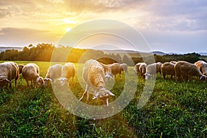 Flock of sheep grazing in a pasture